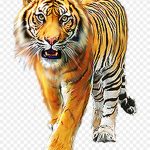 15+ Tiger Photo Editing Background Online Gif