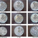 Get Is Cultural Diffusion Positive Or Negative Correlation
 Pictures