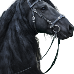 18+ Horse Background Photo Editing Online PNG