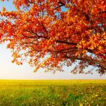 41+ Photo Editing Background Hd Tree Pics