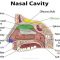 5+ What Is The Main Function Of Nasal Cavity