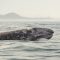 when to see whales on the oregon coast Whale watching in oregon