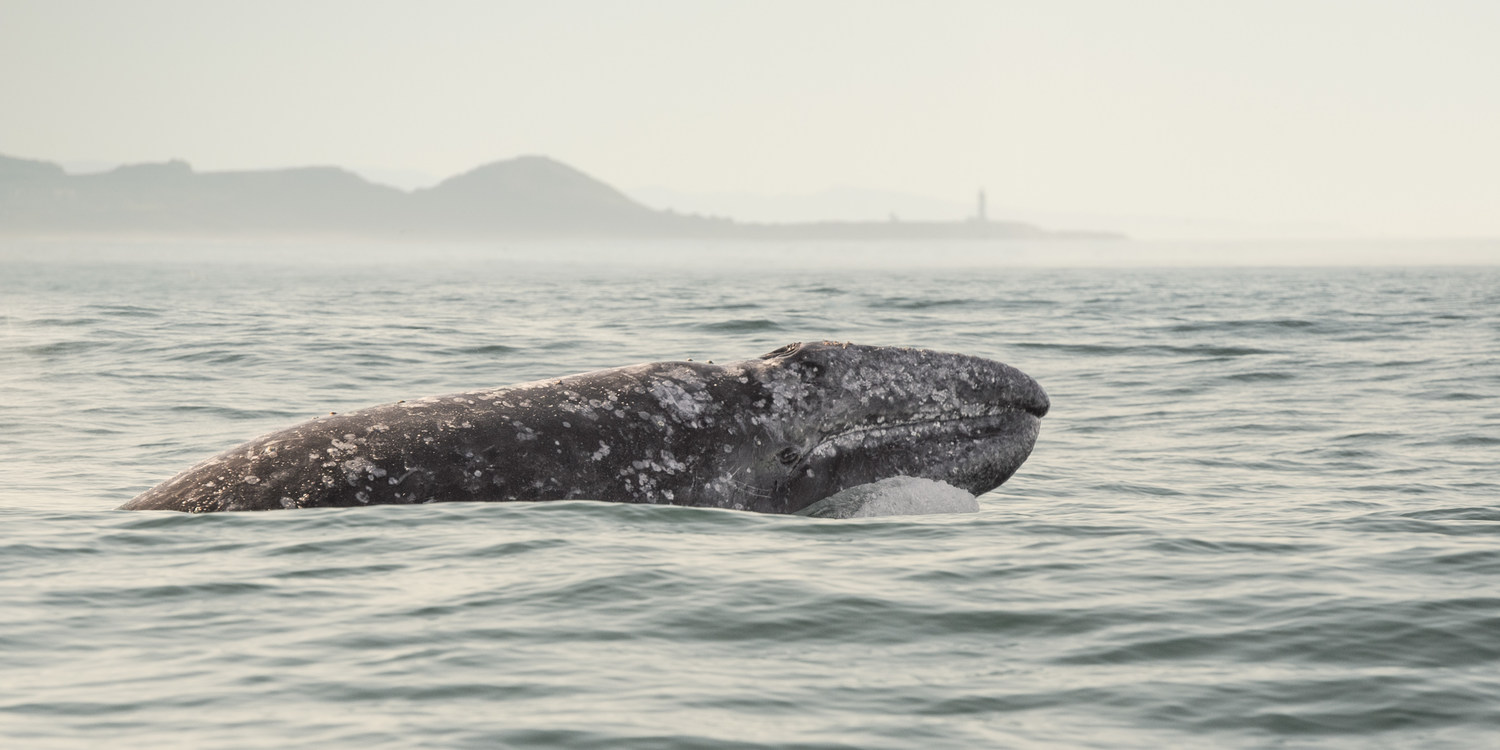 A person peeking through binoculars at a whale in the ocean