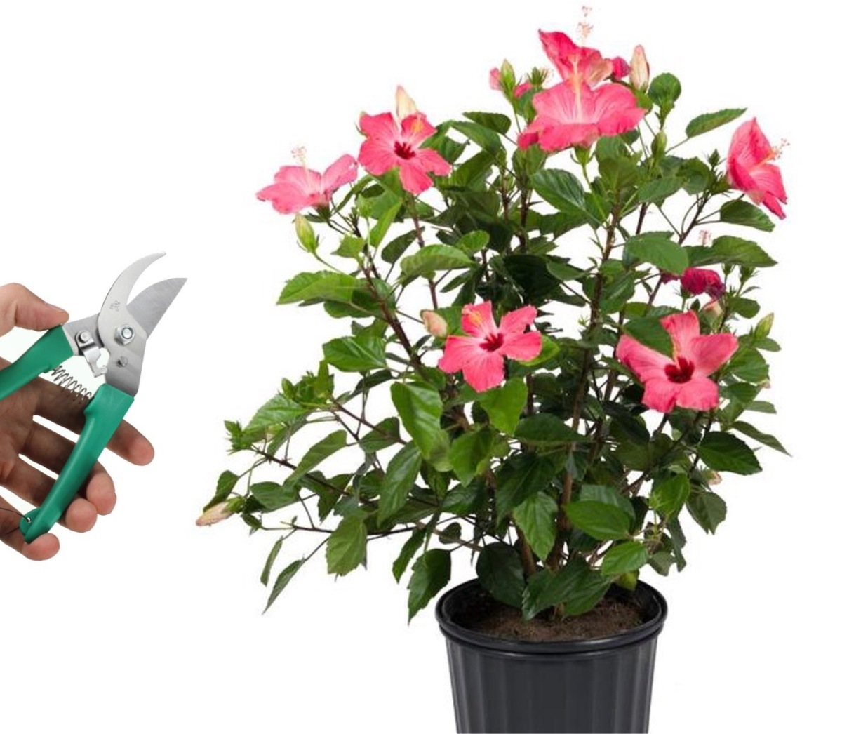 Time to Prune Your Hibiscus – Laidback Gardener