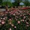 best time to plant rose bushes in texas Graham canyon: texas roses from grandma bev's backyard.