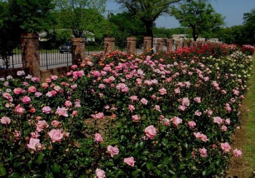 Roses Texas, Growing Roses In Texas, Roses For Texas | Backyard garden