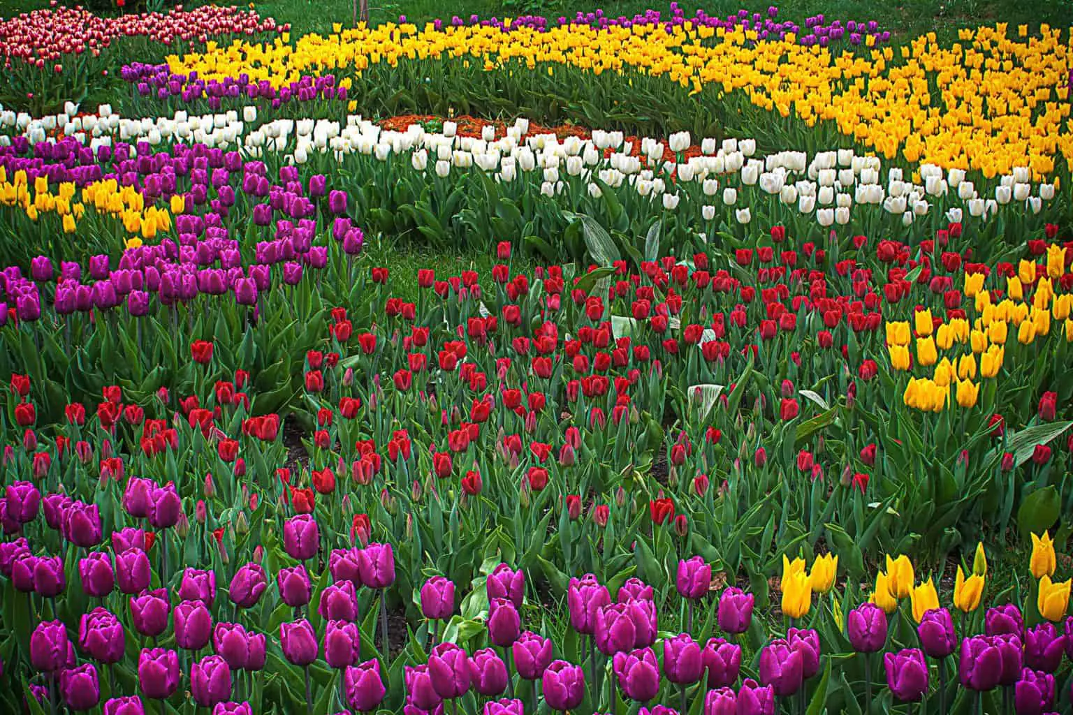 Image of tulips in bloom