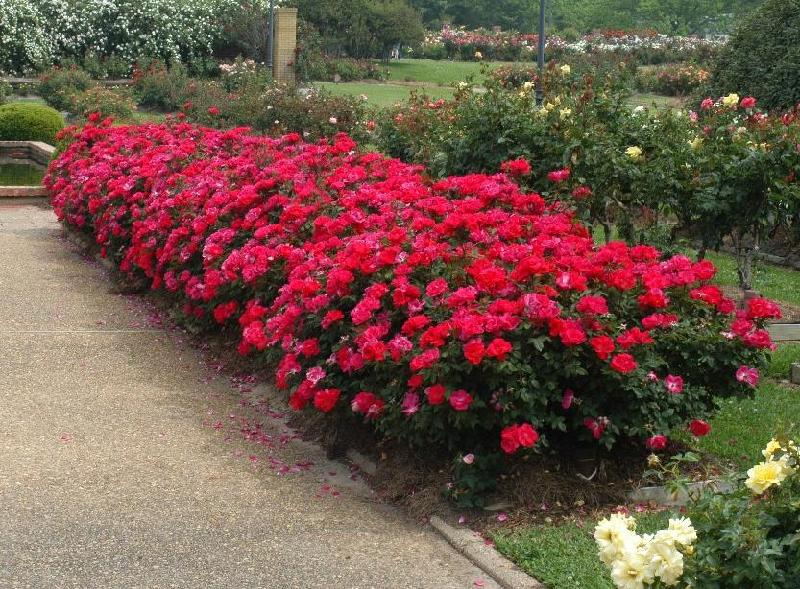 AA Tex Lawn News to Know: The “Knock Out”, Everyone’s Rose