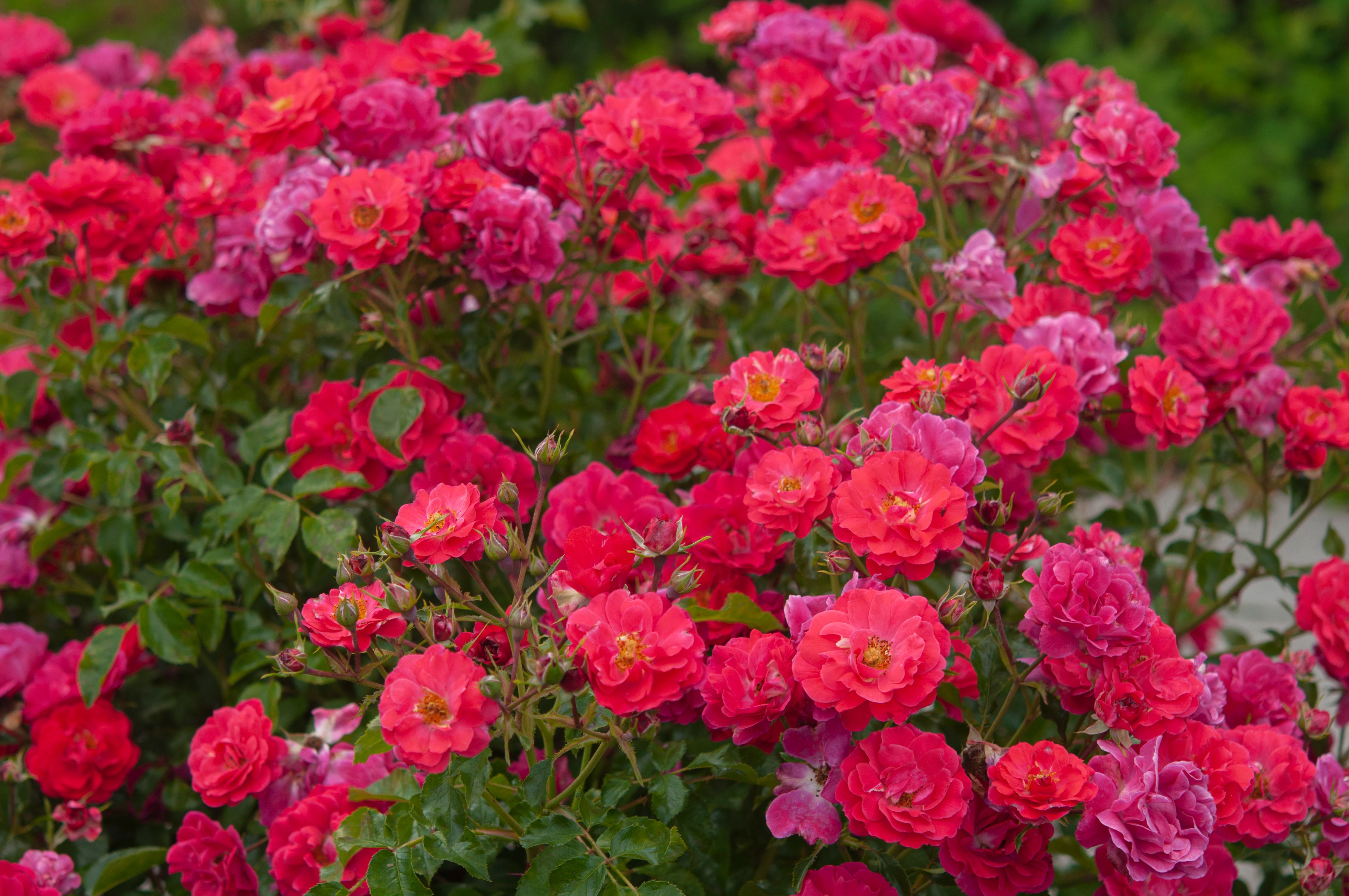 7 Easy-To-Grow Rose Bushes