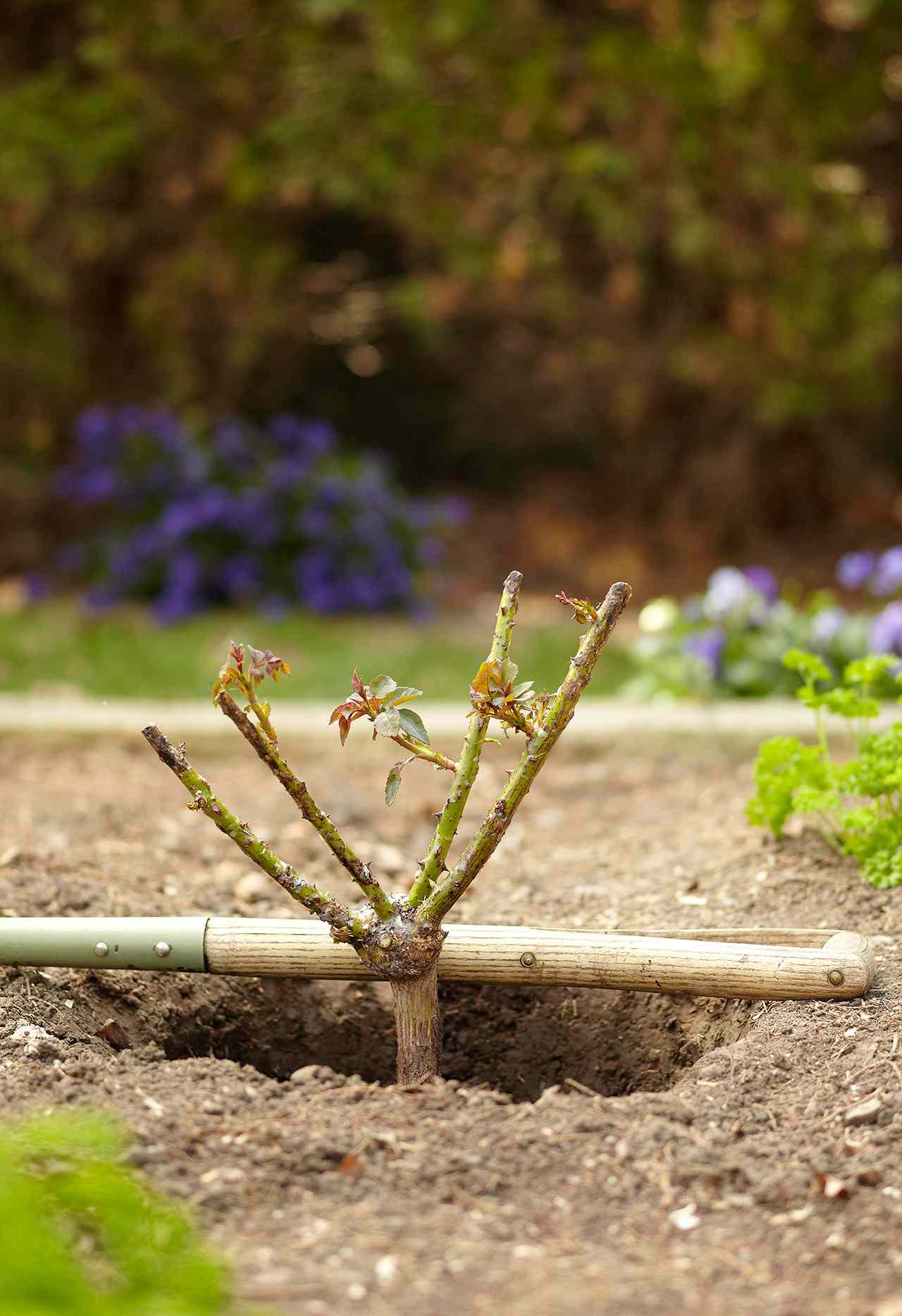 Pruning roses