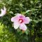 best time to plant a rose of sharon tree Planting rose of sharon