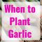 what month should i plant garlic How to plant and grow garlic