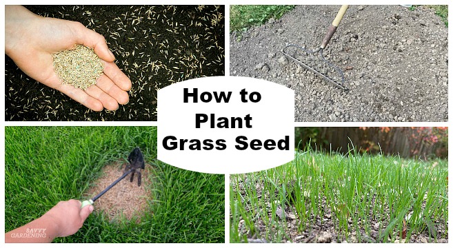 How to Plant Grass Seed: A Simple Guide to Success