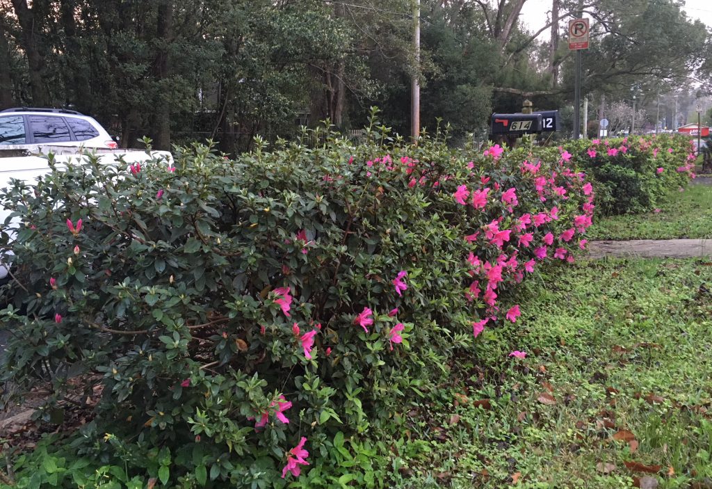 Pruning Azaleas for Color | Gardening in the Panhandle